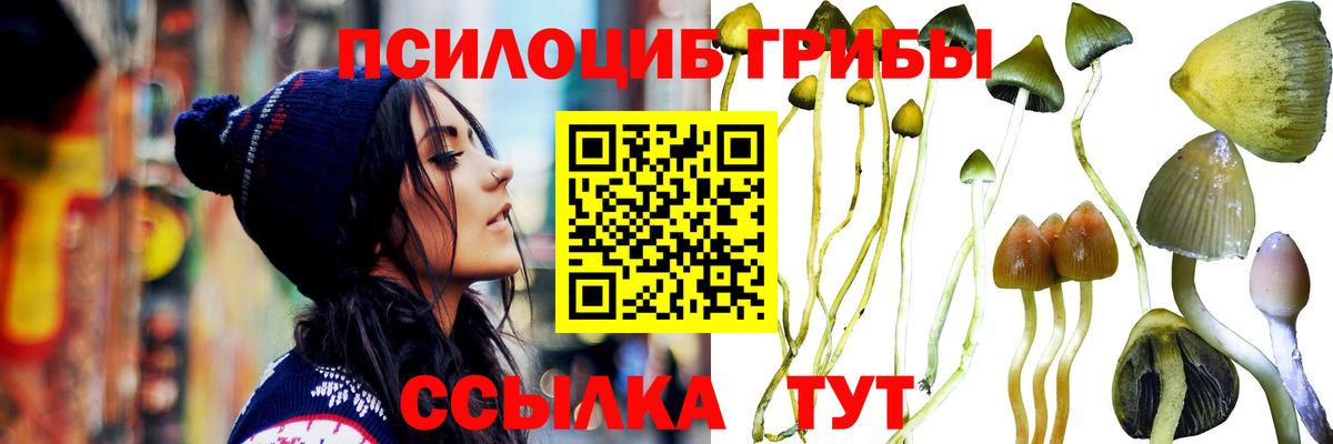 Псилоцибиновые грибы Psilocybe  Вход с VPN  Вязьма 
